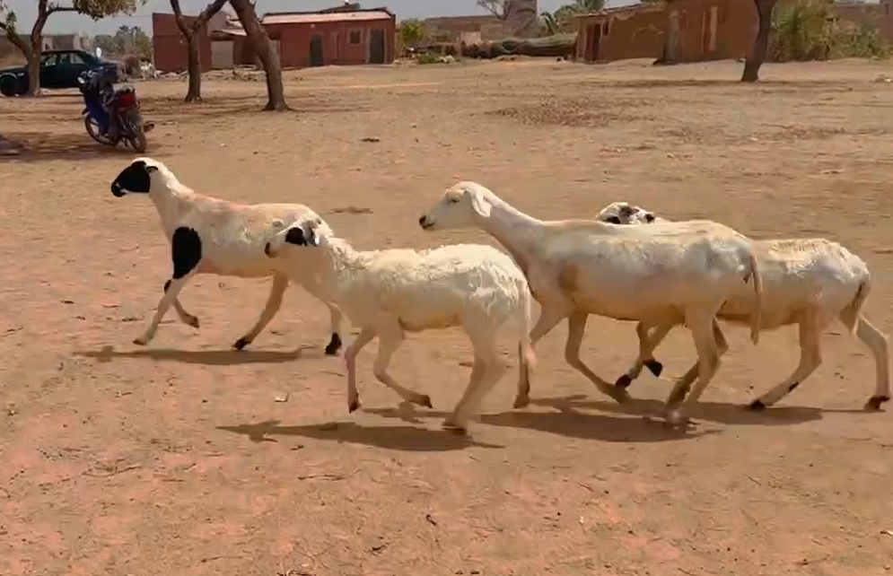 Animals